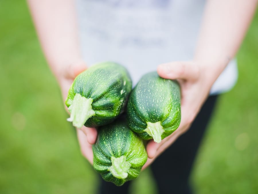 Trois courgettes rondes tenues à deux mains, fraîchement cueillies