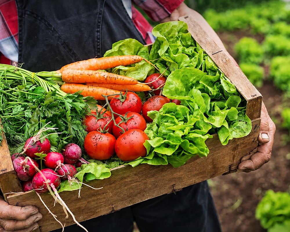 Un producteur tient une cagette de légumes fraîchement récoltés dans son champ