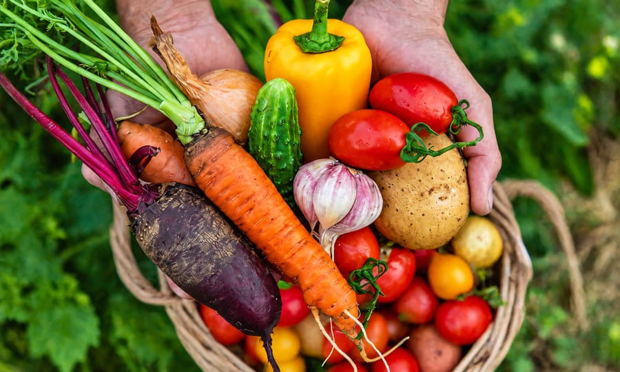 Panier Potager : légumes de saison tenus à deux mains au-dessus d'un panier